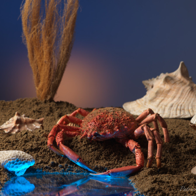 Crab on the beach.jpg