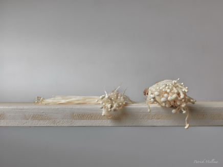 Enoki mushroom.jpg