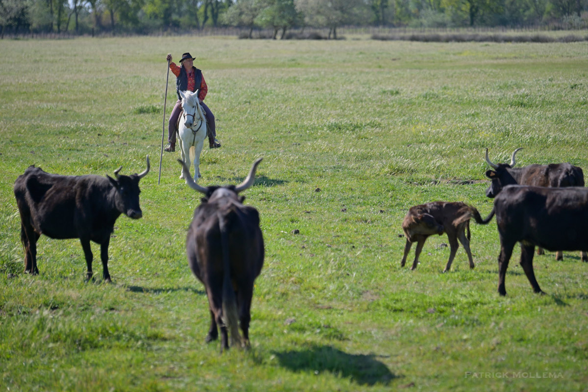 Vaches en attente.jpg