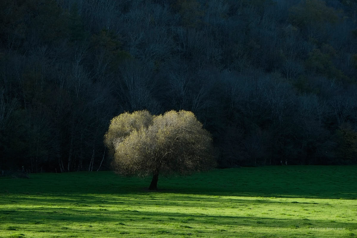 L'arbre.jpg