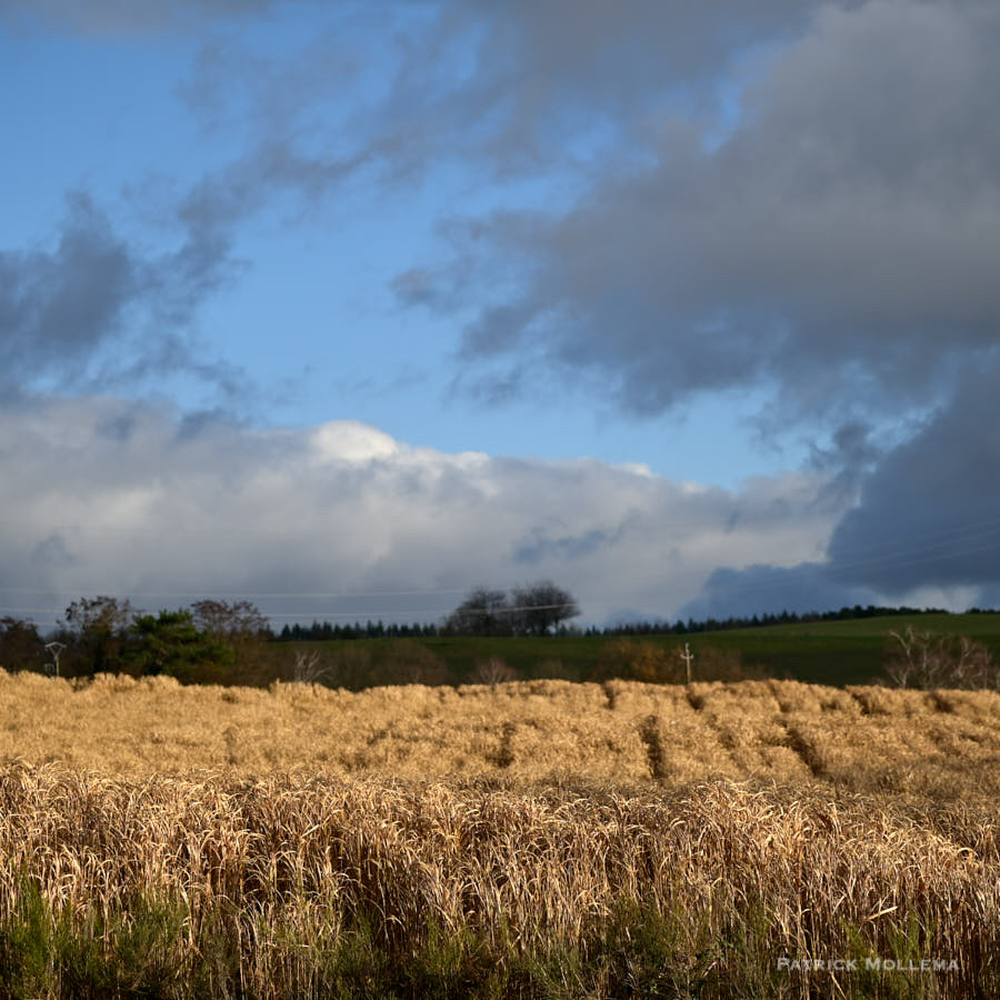 Paysage equestre.jpg