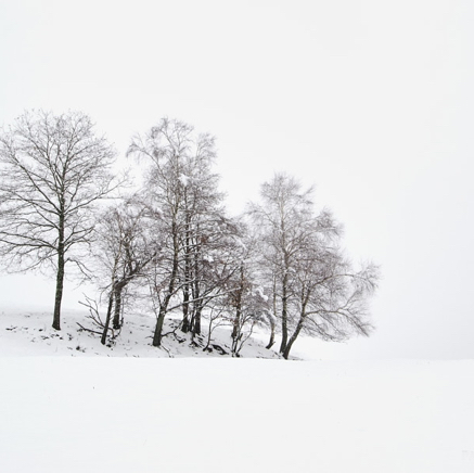 4 arbres.jpg