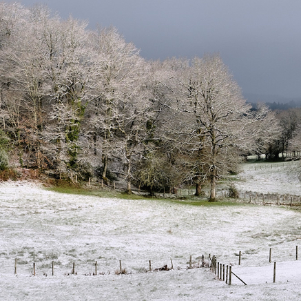 La premiere neige.jpg