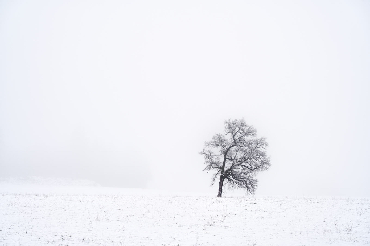 Lonely in the cold.jpg