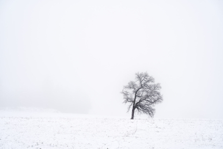 Lonely in the cold.jpg